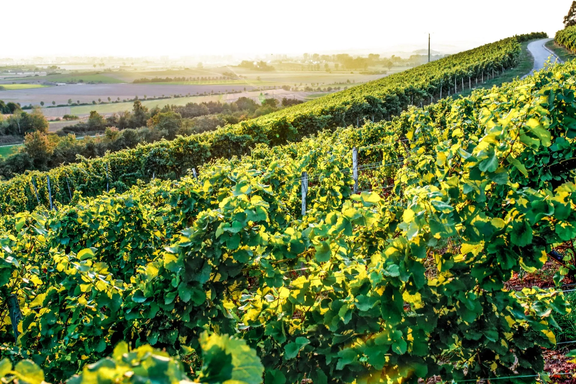 Weinberg im Morgenlicht bei Ipsheim